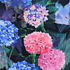 Pieni lisäkuva, jossa Pala 1,5m: Luomutrikoo (digiprint) hortensiat sinipuna