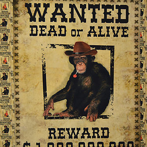 Kuvassa Digiprint-trikooraportti Wanted - viimeinen kappale 