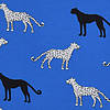 Pieni lisäkuva, jossa Trikoo gepardit sinisellä