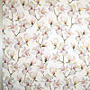 Pieni lisäkuva, jossa Pehmeä satiini kukkivat oksat valkoisella