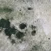 Pieni lisäkuva, jossa Luomutrikoo (digiprint) Kuu